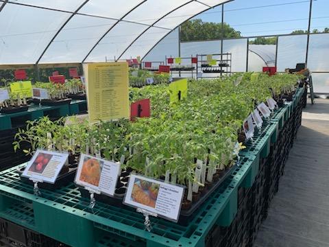 2nd Chance Summer Plant Sale